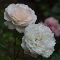 Fototapeta premium 都心散歩 お庭の薔薇