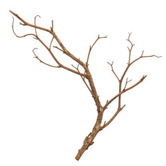 Fototapeta premium Detailed Close-up of a Brown Branch with Curving Twigs and Texture isolated on white background