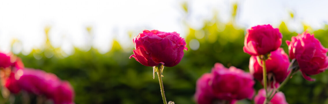 都心散歩　お庭の薔薇