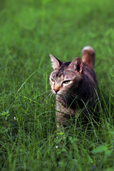Obraz premium A cat walking in the field of grass