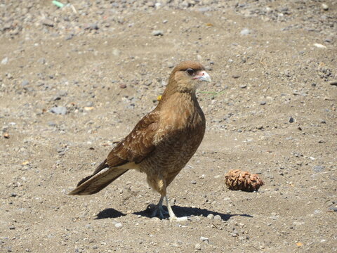 brown chimango caracara on the sand
