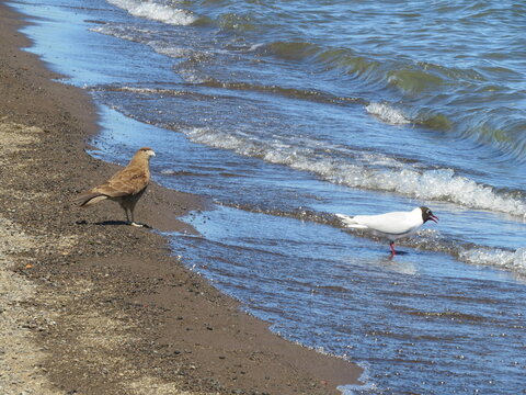 seagull and chimango bird on the beach