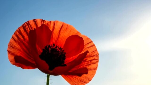 A single bright red poppy flower blooming against a clear blue summer sky.