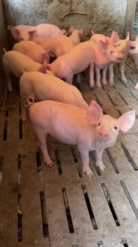 Piglets are bustling in the pigpen, vertical video.