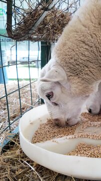 Sheep feeding at rural farm barn - Livestock and agriculture concept - Vertical video