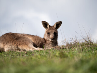 Kangaroo lying down in grassy patch © LC Photos