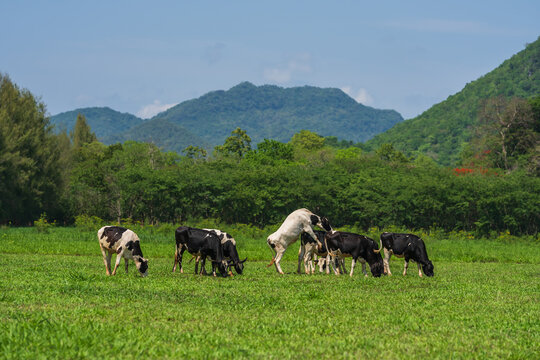 dairy cows are mounting each other on the fresh green grass in spring