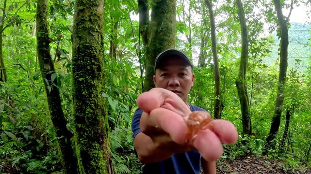 An asian is holding the cicadas (Tonggeret, Tonggeret, garengpung, kinjeng tangis, tree cricket, jarflies) in the forest