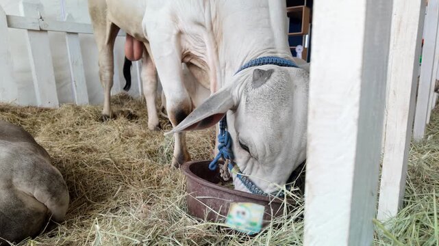 White brahman zebu cattle eating hay at tropical farm - Agriculture and livestock concept