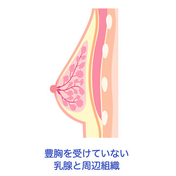豊胸を受けていない乳腺と周辺組織　胸の断面図