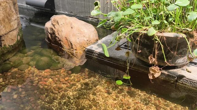 Serene Garden Pond with Stone and Lush Green Plants in Tranquil Outdoor Setting Reflecting Natural Beauty and Peaceful Atmosphere for Relaxation and Meditation