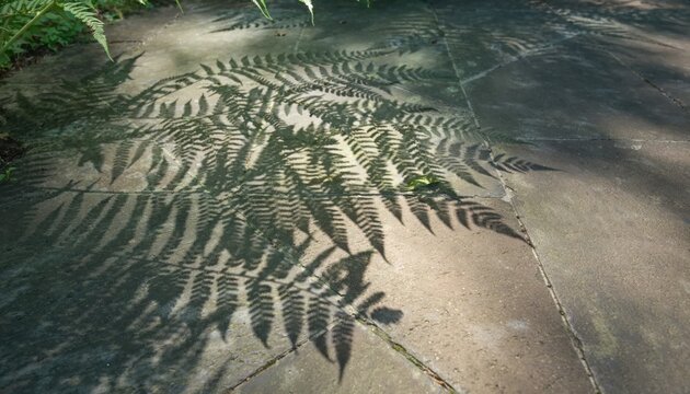 Shadow of fern fronds cast on a stone-paved garden path in bright daylight. Silhouette of tropical plant leaves on weathered flagstone walkway showing detailed leaf patterns and texture.