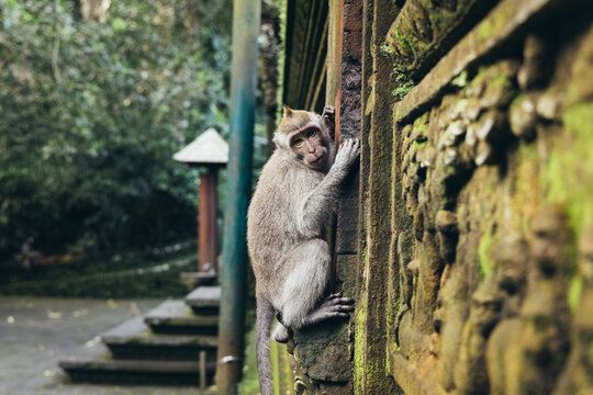 Cute monkey climbing wall 