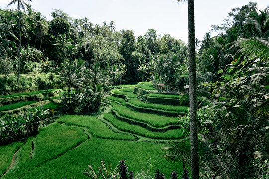 Baki rice terrace 