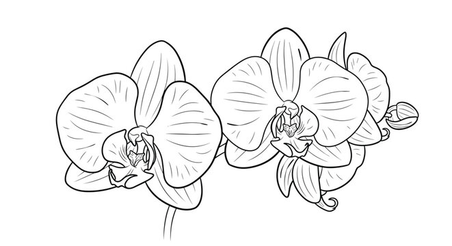 Detailed line art illustration of two blooming orchid flowers with leaves and buds for botanical study or coloring.