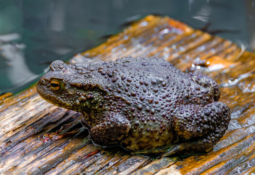 Close-up of a common toad (Bufo bufo) sitting on a plank