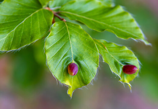 Close-up of a beech leaf with beech pouch galls caused by the beech gall midge (Mikiola fagi)