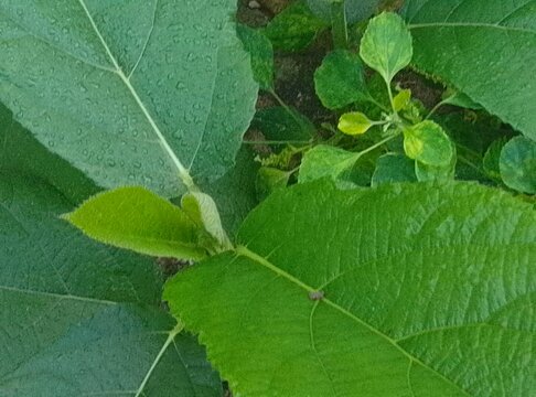 fig leaf on the tree