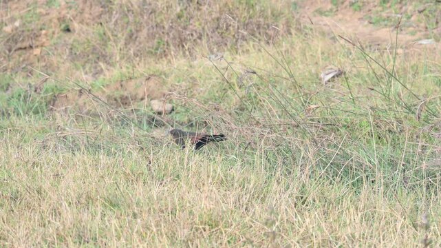 Greater coucal is searching for food in a grassy field. Its common name is crow pheasant and Centropus sinensis. It is a large non-parasitic member of the cuckoo order of birds, the Cuculiformes. 