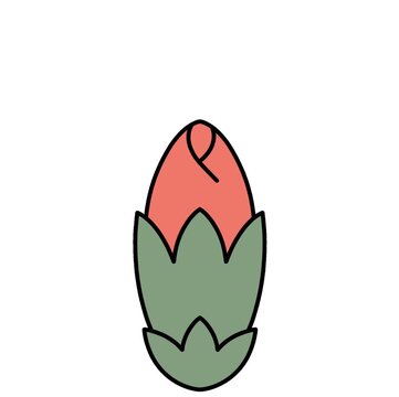 카네이션