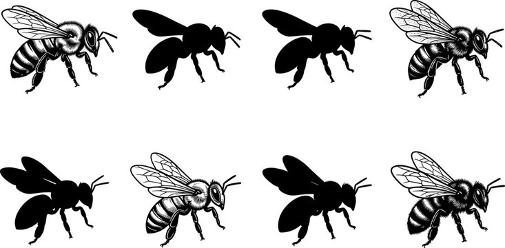 Honey Bee and Bumblebee Silhouette and Sketch Icon Set with Detailed Insect Graphics for Honey, Organic Farm, and Nature Logo Designs