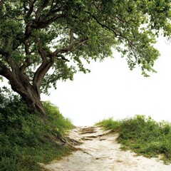Fototapeta premium Ancient Oak Tree and Path: An old, majestic oak tree with sprawling branches arches over a dusty dirt path winding through lush green vegetation, suggesting a journey into nature's embrace.