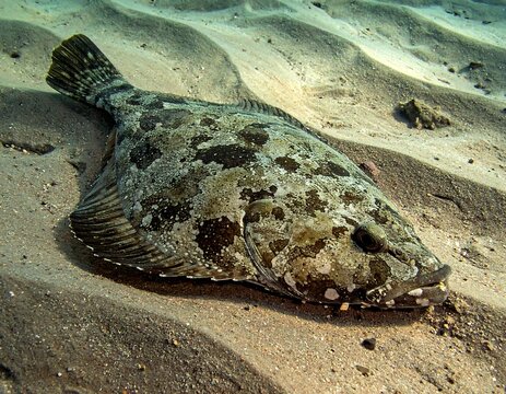 A flatfish with mottled brown and gray spots lies on sandy seabed