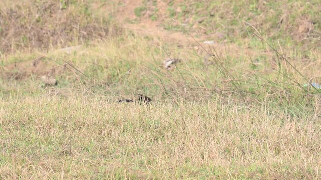 Greater coucal is searching for food in a grassy field. Its common name is crow pheasant and Centropus sinensis. It is a large non-parasitic member of the cuckoo order of birds, the Cuculiformes. 
