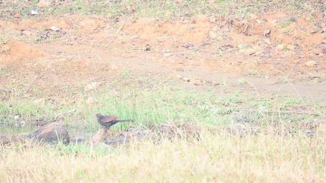 Greater coucal is searching for food in a grassy field. Its common name is crow pheasant and Centropus sinensis. It is a large non-parasitic member of the cuckoo order of birds, the Cuculiformes. 