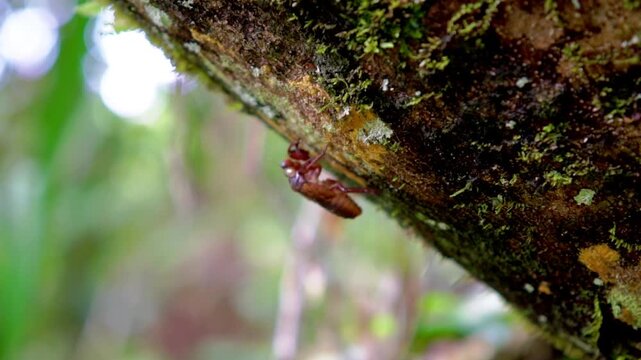 The cicadas (Tonggeret, Tonggeret, garengpung, kinjeng tangis, tree cricket, jarflies). Natural environmental indicator animals because these animals only want to live in pollution-free areas.