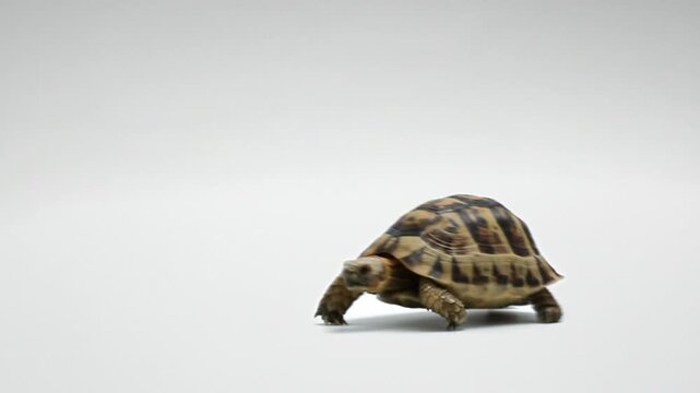 横から見た歩くリクガメ