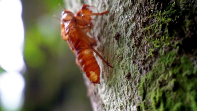 The cicadas (Tonggeret, Tonggeret, garengpung, kinjeng tangis, tree cricket, jarflies). Natural environmental indicator animals because these animals only want to live in pollution-free areas.