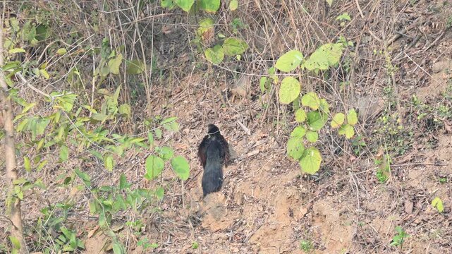 Greater coucal is searching for food in a grassy field. Its common name is crow pheasant and Centropus sinensis. It is a large non-parasitic member of the cuckoo order of birds, the Cuculiformes. 