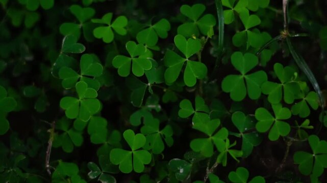 Overhead View of Vibrant Green Wood Sorrel and Clover Patches