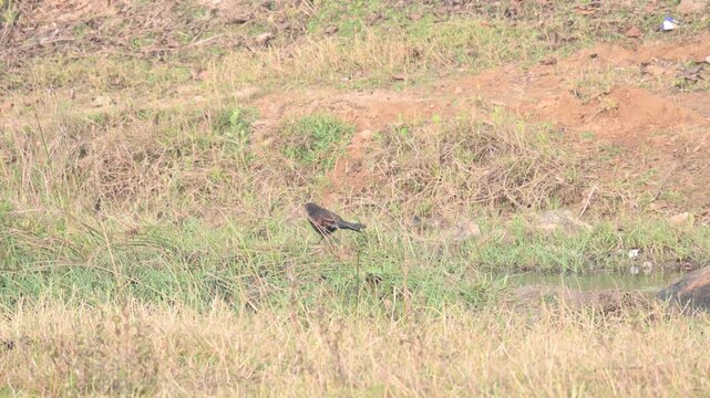 Greater coucal is searching for food in a grassy field. Its common name is crow pheasant and Centropus sinensis. It is a large non-parasitic member of the cuckoo order of birds, the Cuculiformes. 