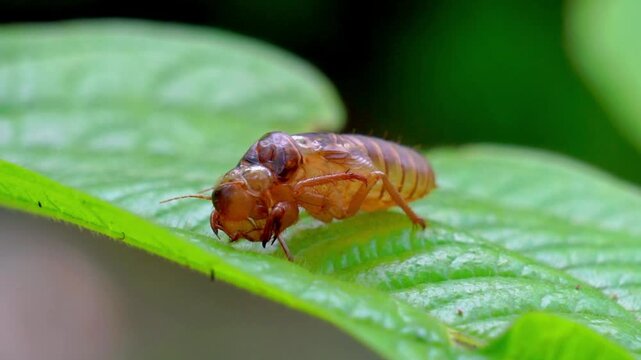 The cicadas (Tonggeret, Tonggeret, garengpung, kinjeng tangis, tree cricket, jarflies). Natural environmental indicator animals because these animals only want to live in pollution-free areas.