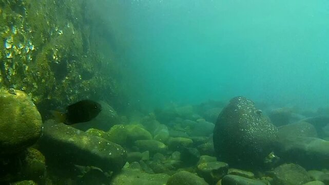 tropical fish in the sea