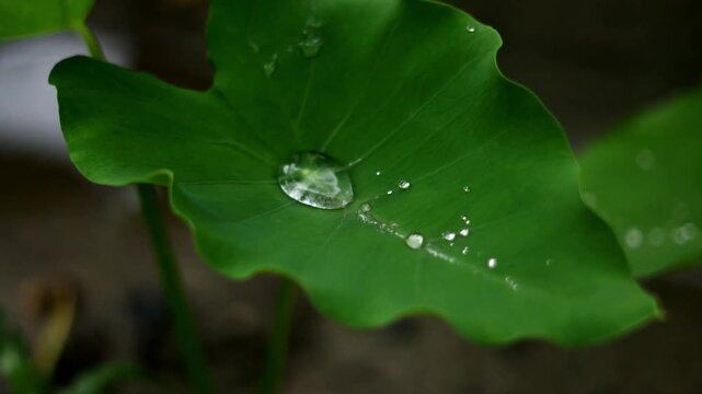 Macro View of Clear Water Droplet on Vibrant Green Taro Leaf