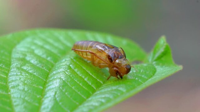 The cicadas (Tonggeret, Tonggeret, garengpung, kinjeng tangis, tree cricket, jarflies). Natural environmental indicator animals because these animals only want to live in pollution-free areas.