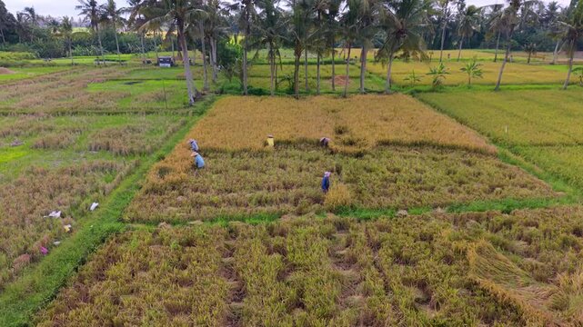 Aerial View of Farmers Harvesting Rice in a Subak Field in Bali