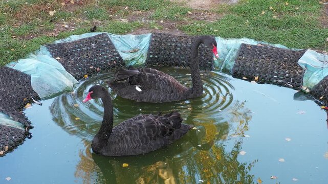 Black swans in park pond Latvia with dark feathers and red beaks swimming calmly
