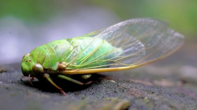 The cicadas (Tonggeret, Tonggeret, garengpung, kinjeng tangis, tree cricket, jarflies). Natural environmental indicator animals because these animals only want to live in pollution-free areas.