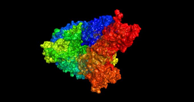 Hantavirus/Hantaan orthohantavirus polymerase apo full length, HTNV replication machinery, 3D molecule spinning, 4K