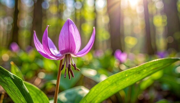 Pink dog's tooth violet flower with reflexed petals in spring woodland natural light close-up
