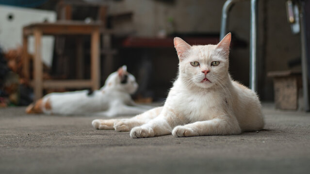 cat on the street,cover page,copy space