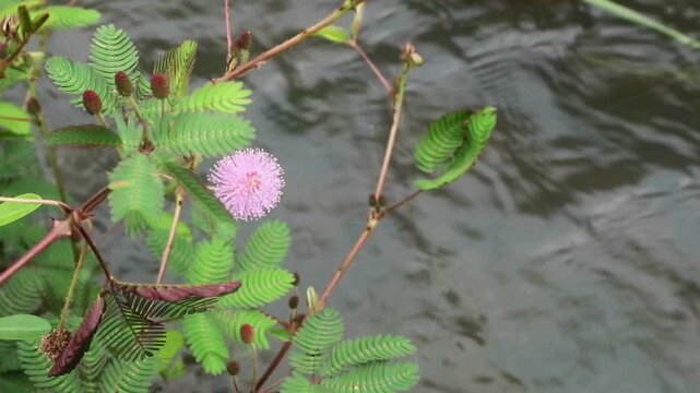 High angle shot of a sensitive plant (Mimosa pudica) featuring its iconic compound green leaves and a round, pink fluffy flower blooming over the river background
