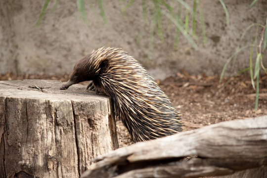 the echidna is looking for ants to eat