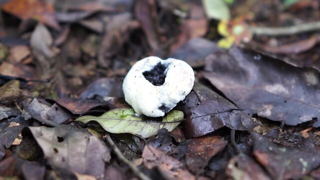 Handkea fumosa (Calvatia fumosa, Gastropila fumosa) in the jungle. Gastropila fumosa is a species of puffball in the family Agaricaceae.
