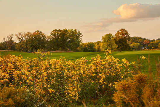 Yellow daisy flowers growing wildly on a beautiful golf course at sunset in late summer