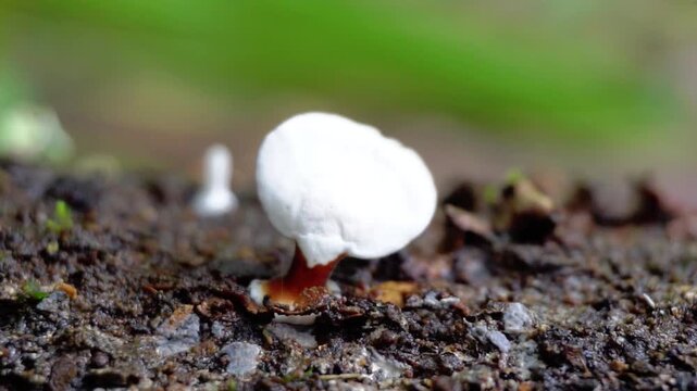 Handkea fumosa (Calvatia fumosa, Gastropila fumosa) in the jungle. Gastropila fumosa is a species of puffball in the family Agaricaceae.